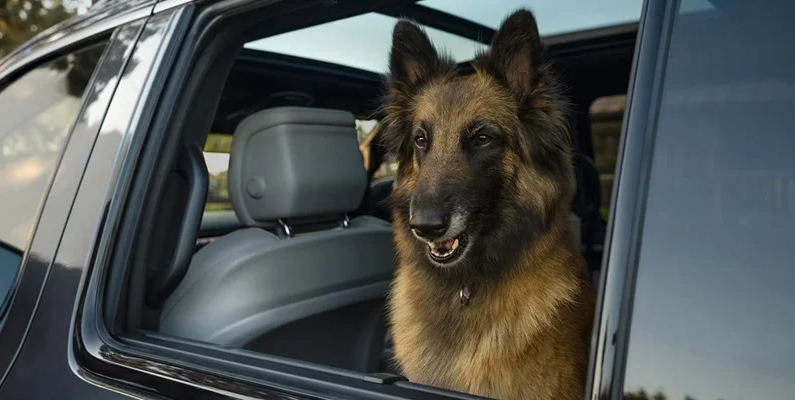 A dog sitting in the backseat with its head out the window of a 2026 Jeep Grand-Wagoneer.